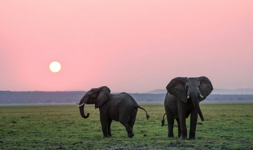 Botswana: elefantes en el Chobe y canoas en el Delta del Okavango