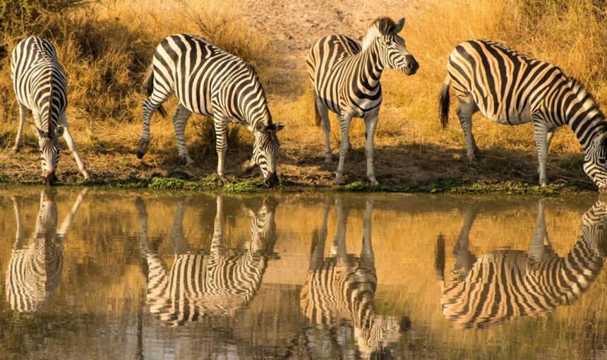 Parque Nacional Kruger: el gran safari de Sudáfrica