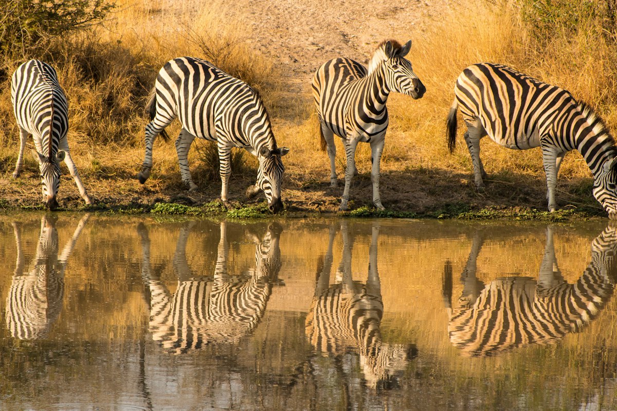 Parque Nacional Kruger